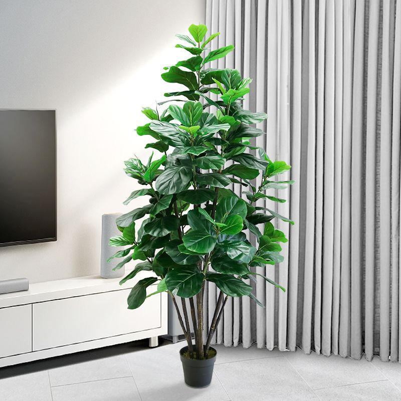 Fiddle Leaf Fig - 35-150cm Pohon Tropis Besar Tanaman Ficus
