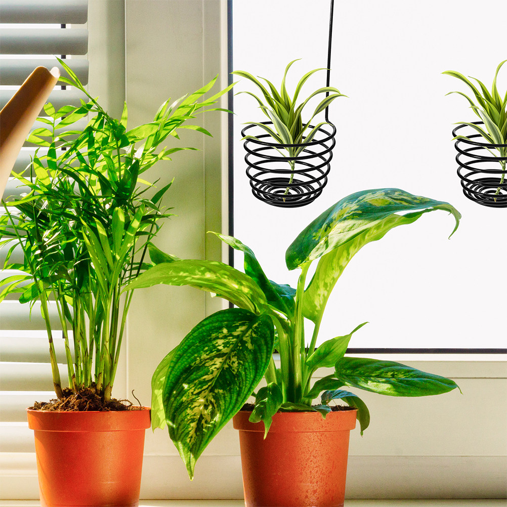 3Pcs Gantungan Tanaman Hias Di - Air Plant Tillandsia ulasan dan harga