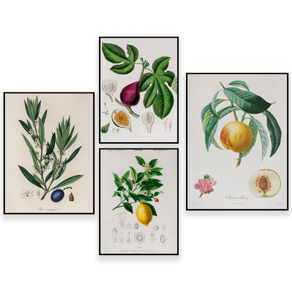 Ilustrasi antik Botany medis-F - Plant Jackfruit ulasan dan harga