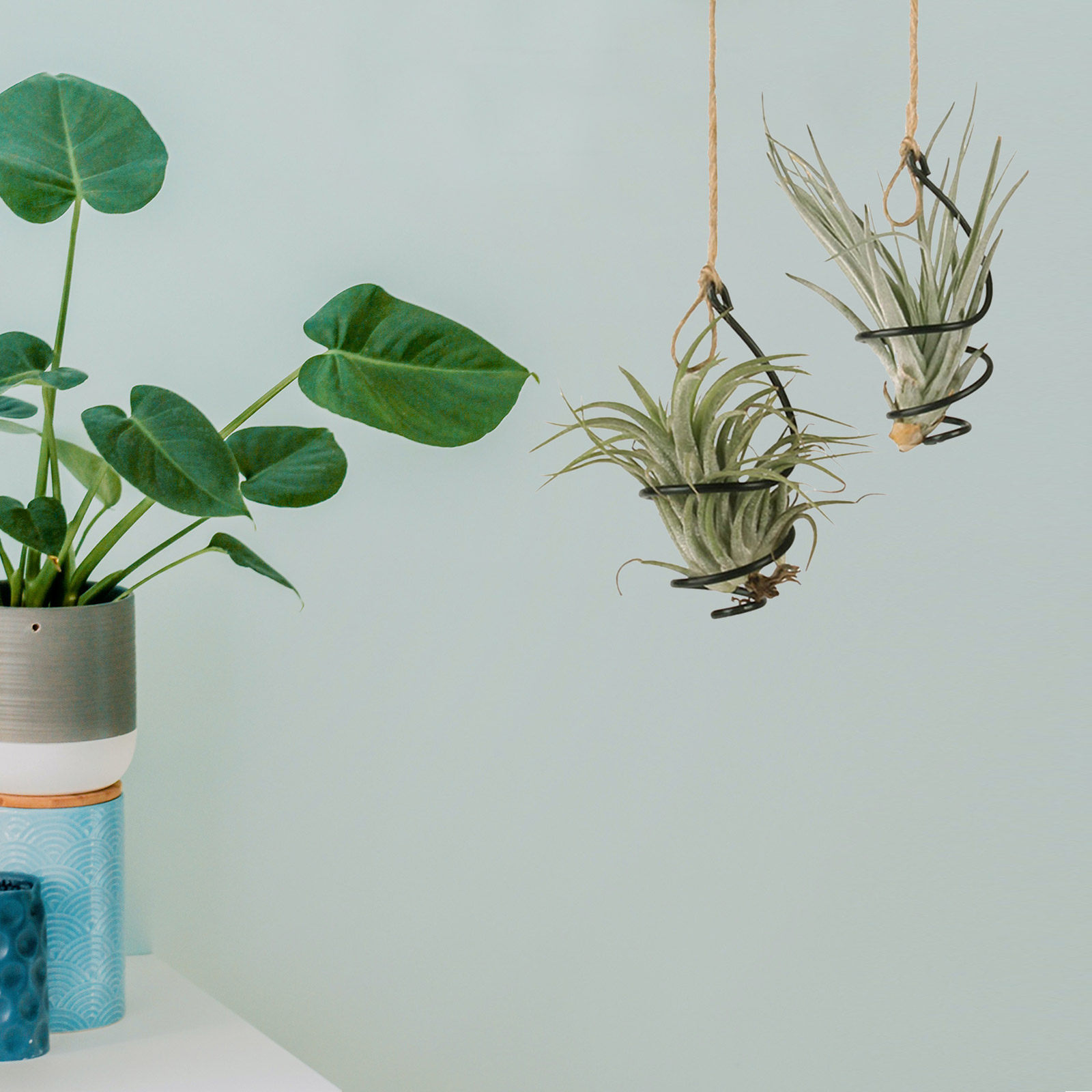 12Set Penyangga Tanaman Udara  - Air Plant Tillandsia ulasan dan harga