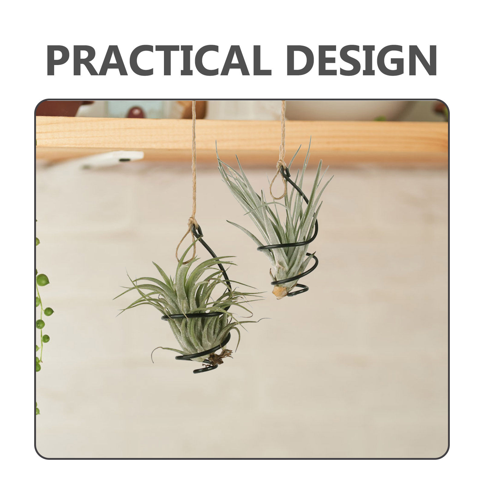 12 Set Penyangga Tanaman Udara - Air Plant Tillandsia ulasan dan harga