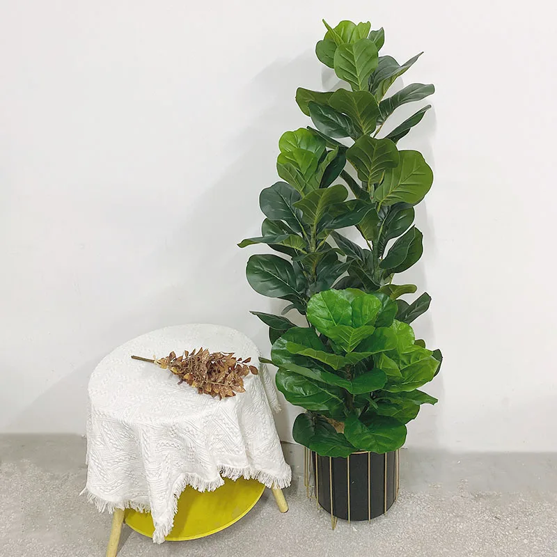 35-150cm Pohon Tropis Besar Ta - Fiddle Leaf Fig ulasan dan harga