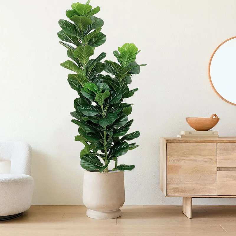 35-150cm Pohon Tropis Besar Ta - Fiddle Leaf Fig ulasan dan harga