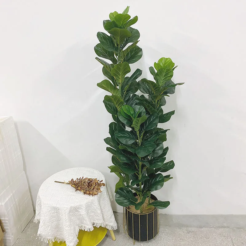 35-150cm Pohon Tropis Besar Ta - Fiddle Leaf Fig ulasan dan harga