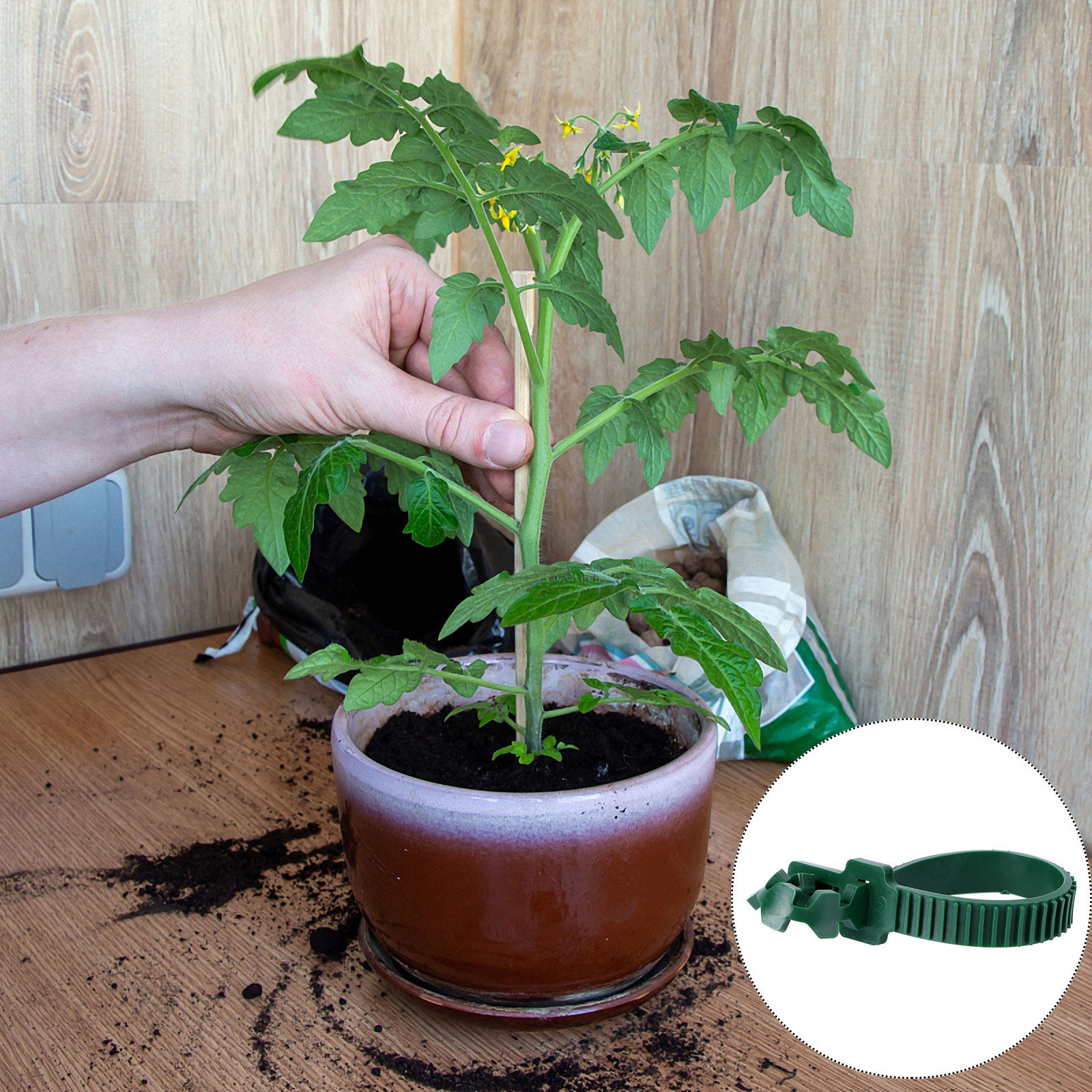 20 Buah Gesper Penahan Tanaman - Plants X ulasan dan harga
