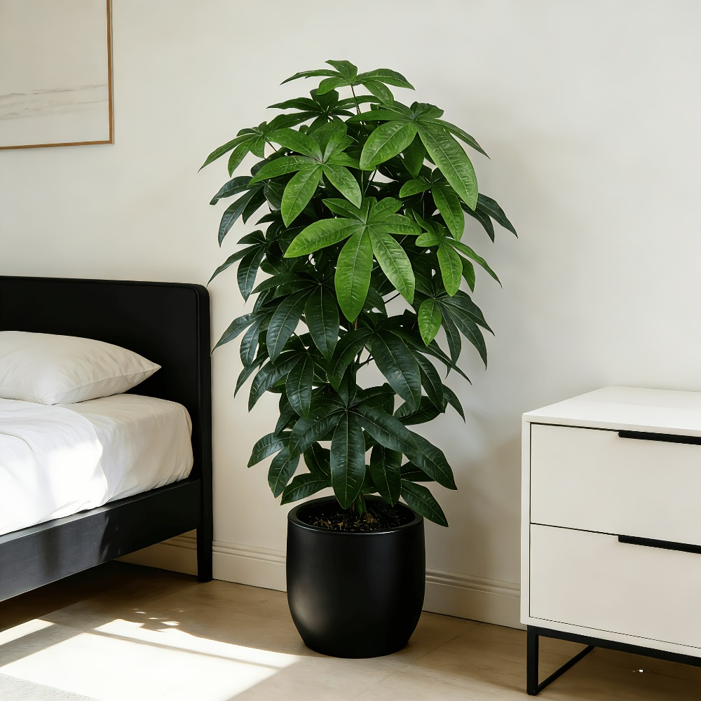 Pohon Uang Buatan Pachira Aqua - Fiddle Leaf Fig ulasan dan harga